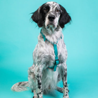 Harnais pour chien Y - Gummy Teal